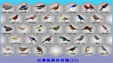 放生動物|台灣鳥類「放生」對生態的衝擊 